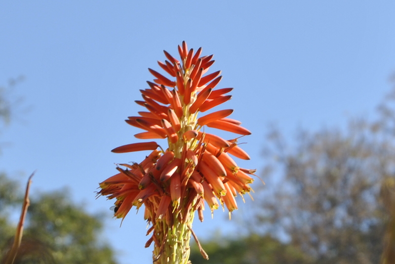 Aloe