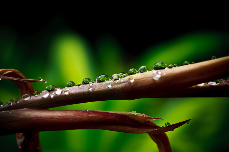 after the rain... #2