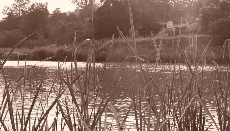Through the reeds......!