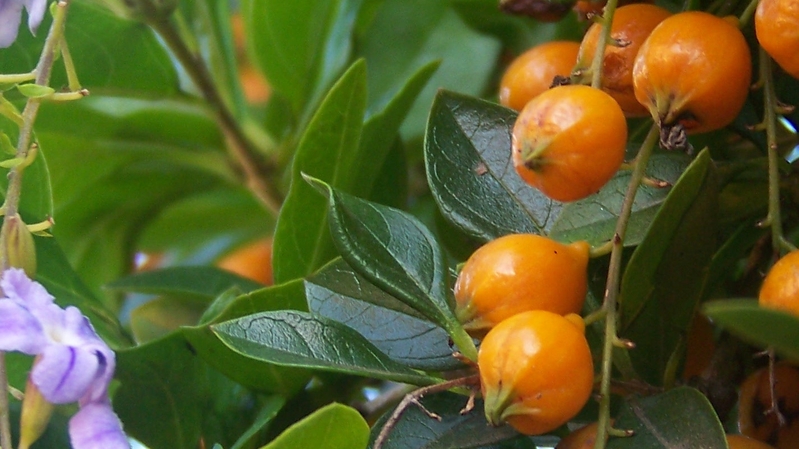 Green on Orange.....