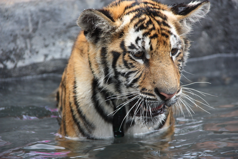 Tiger in puddle.