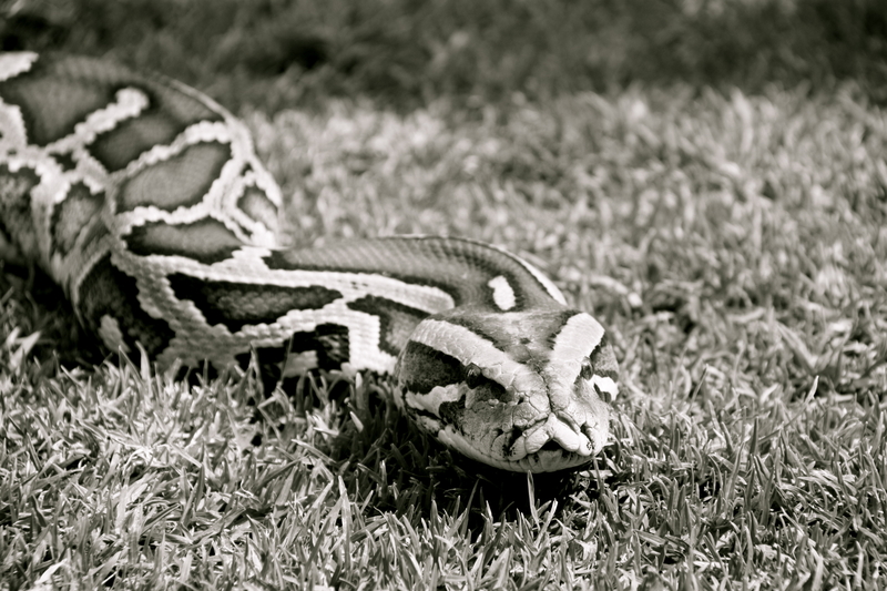 One Eyed Pants Snake - LOL