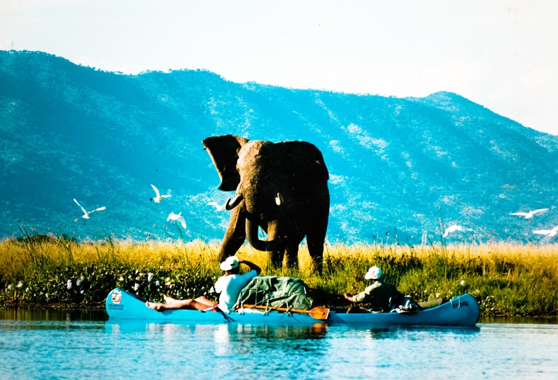 Zambezi. Forget me not.