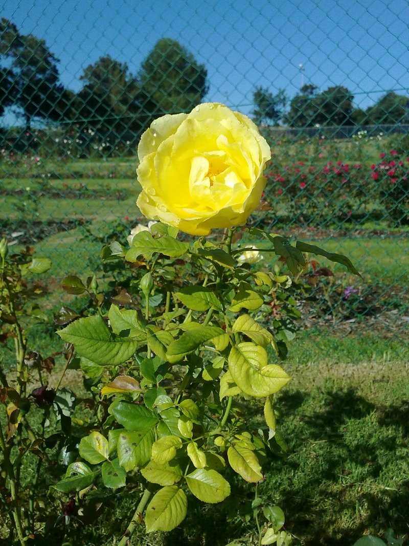 Creation bestows another year upon me