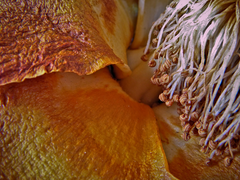 I dried the flower of the baobab