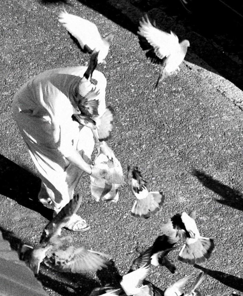 birds in flight, birds feeding