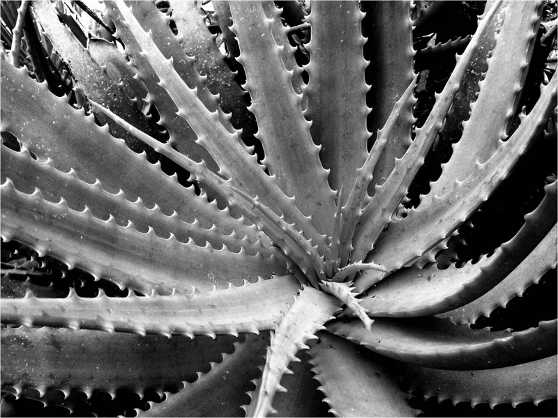 Some thorns don't need roses