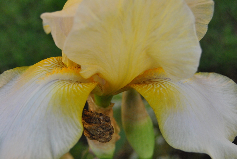 My Golden hairs.....!
