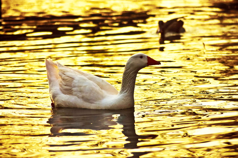 golden duck