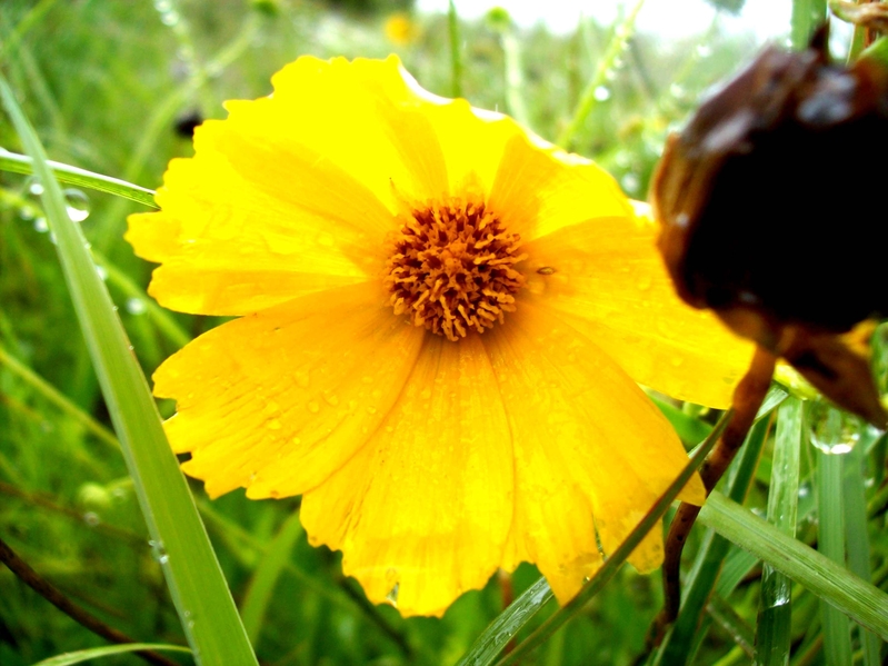 Like Dew In The Morning