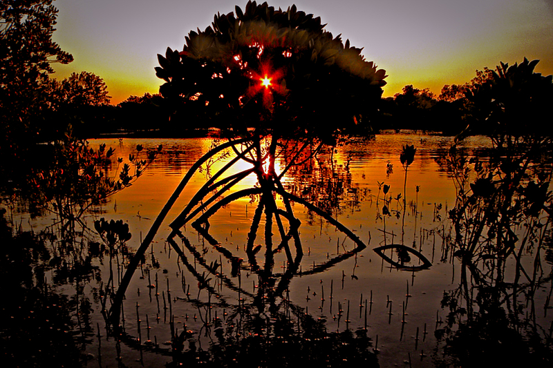 Sunset in mangroves