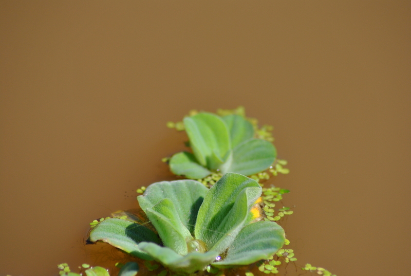 Floating in Murkyness........