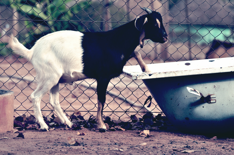 Lets Take a Ba-ah-ah-th Dear