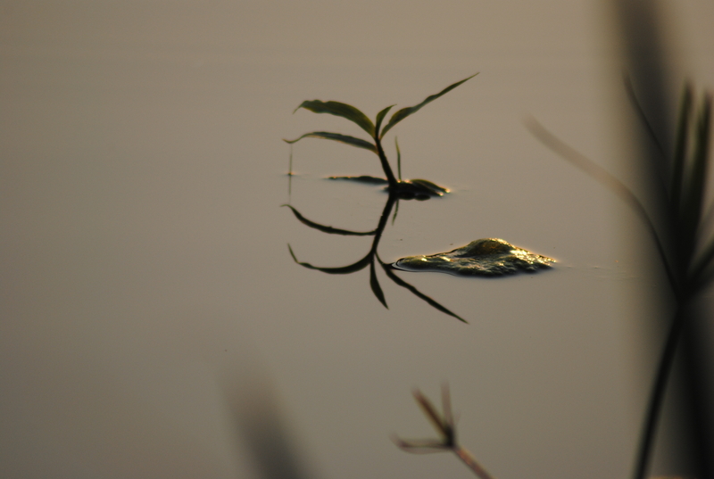 Murky reflections.....change from within...!