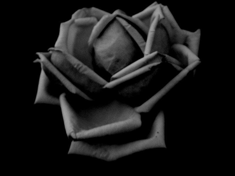 A rose by any other colour....