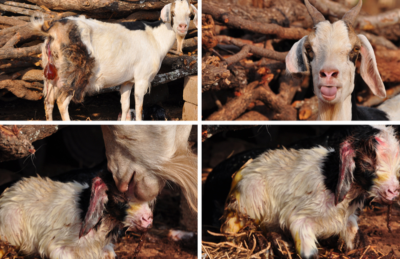 Goat Birth