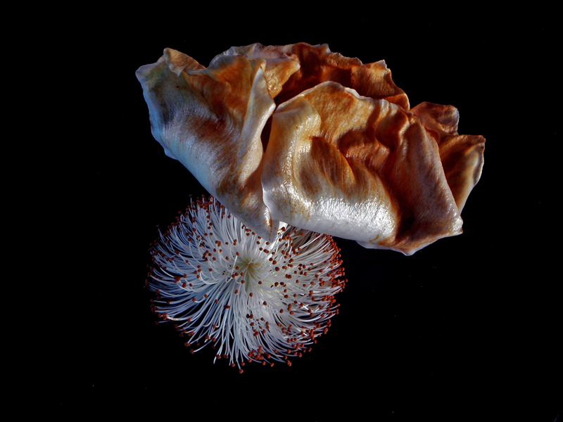 The fall of the flower of the baobab