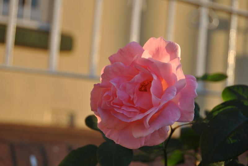 Light through my petals.........!