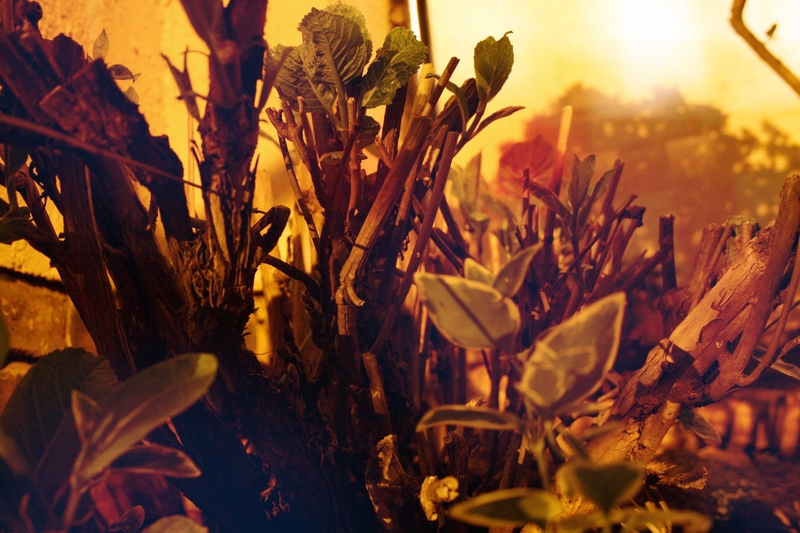 Playing in the Garden