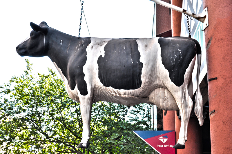 Holly//Cow in Jeppe Str