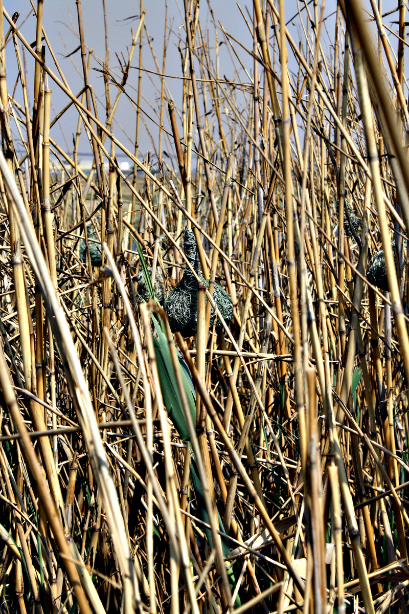 portrait of Moshe among reeds: