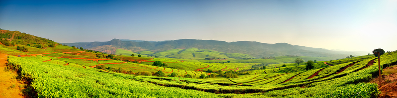 Tea plantations of Thohoyandou