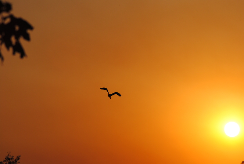 I fly solo ( lone ranger by default )