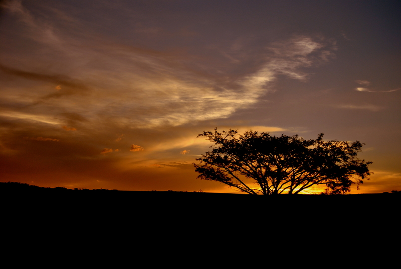 Dusk in the open bush......!