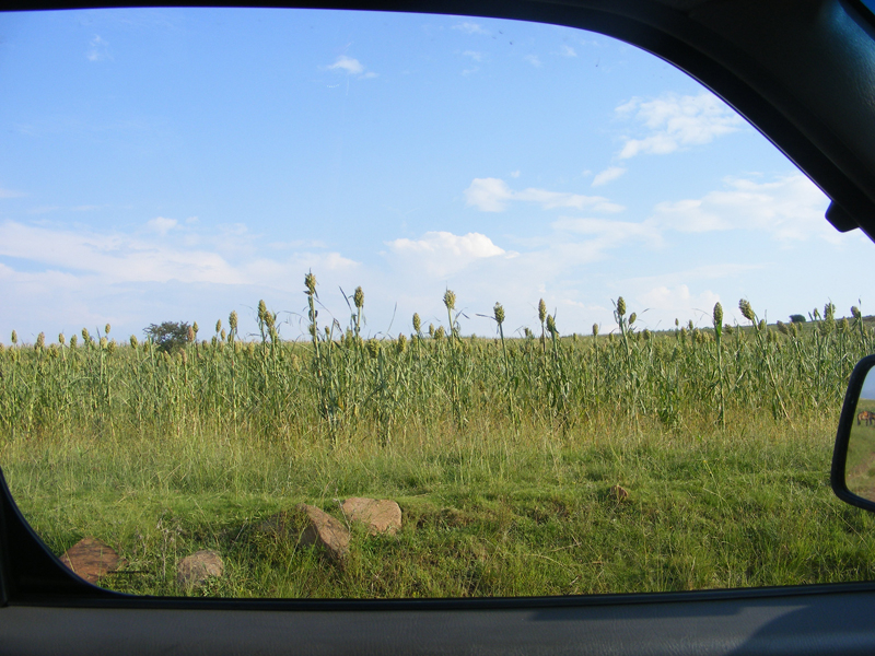 TravellingMan | Malelealea Roadtrip [6]