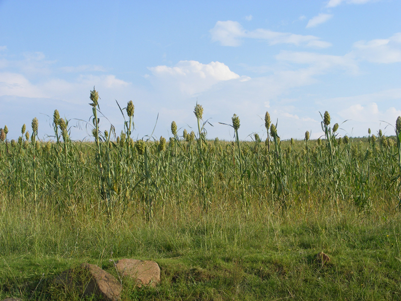 TravellingMan | Malelealea Roadtrip [7]