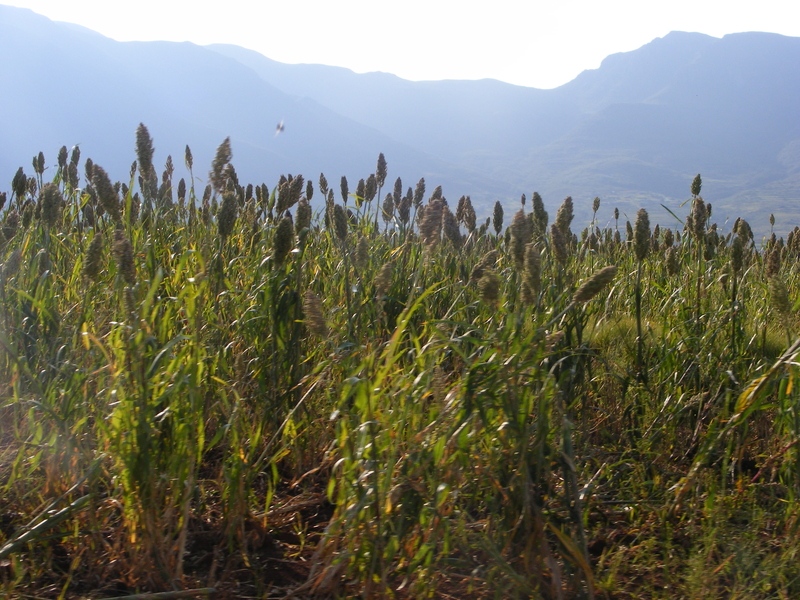 TravellingMan | Malelealea Roadtrip [10]