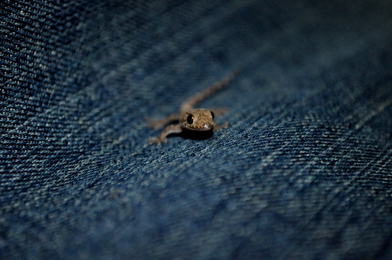 is that an ant......?