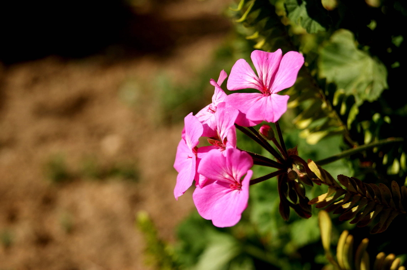 Spring - Feel It, It Is Here