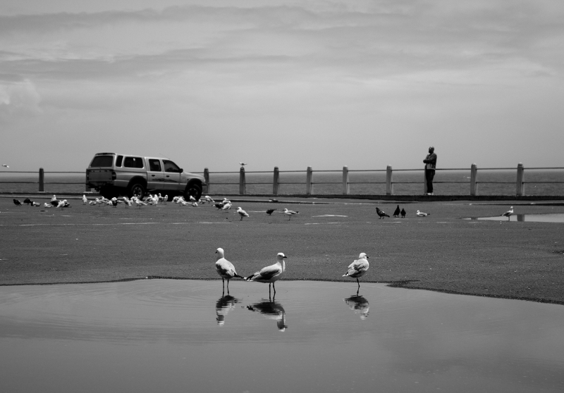 sea gulls cooling off