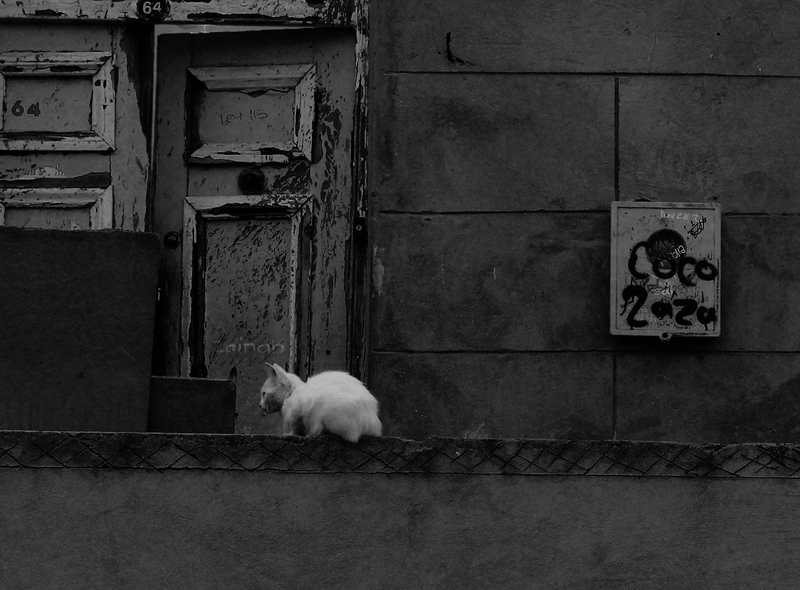 white cat grey wall
