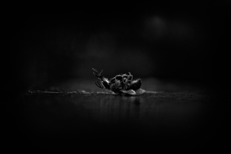 Life bee the death of me