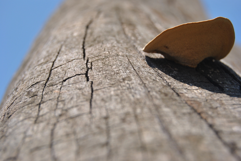 Sustaining life.....after life!