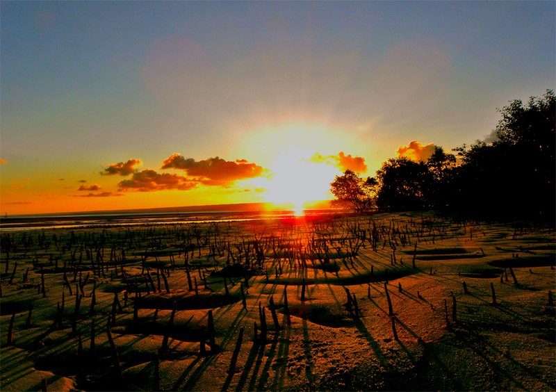 Sunset in mango grove