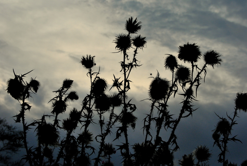 Dusk.......(Ubumnyama enhlizweni enameva)