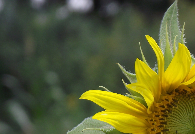 The real colour of love - Sunshine Yellow