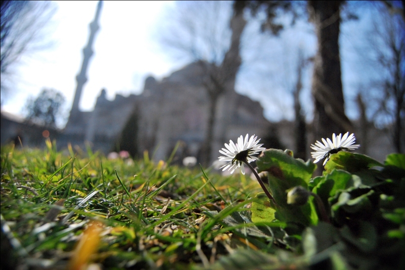 Through the Eyes of Daisy