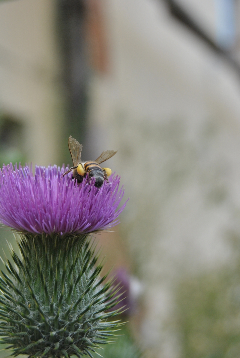 Broken wings.........