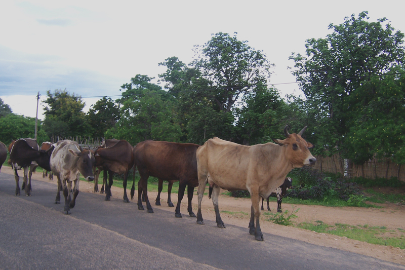 TravellingMan - RoadTrip Malawi [5] - Cattle