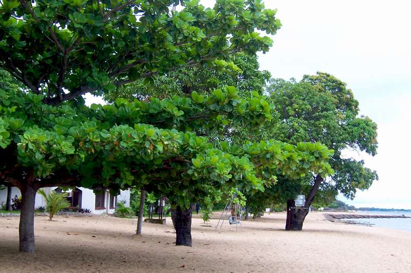 TravellingMan - RoadTrip Malawi [5] - Trees