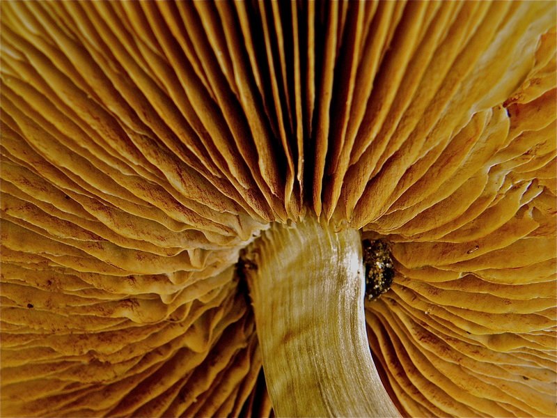 Before, I ate beauty