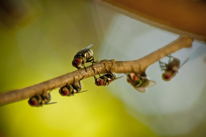 fly #3 (longdrop fly)