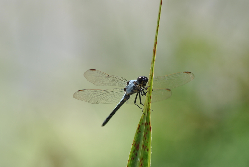 Refueling......(Dragonfly#2)