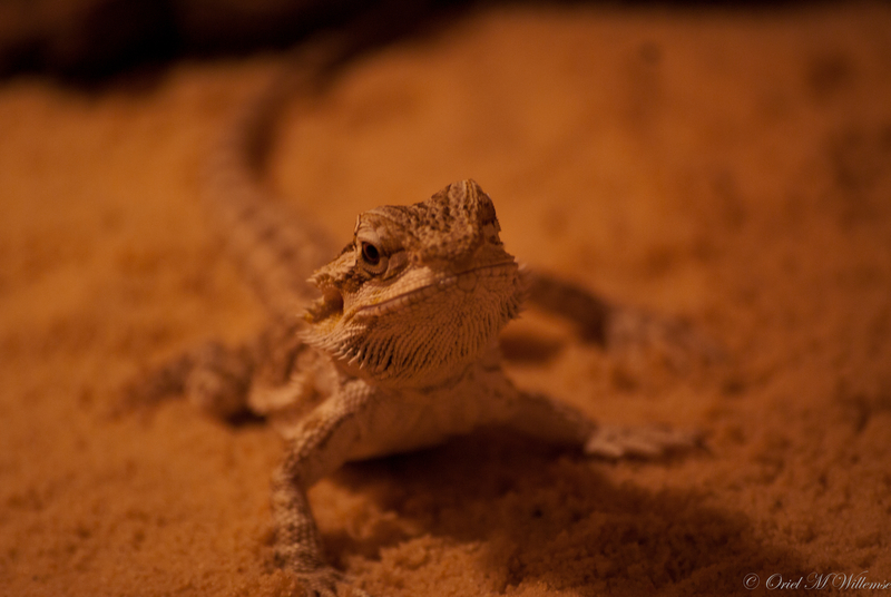 Bearded Dragon