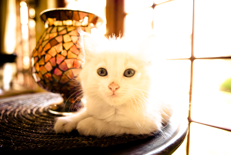 Say hello. To Hootlin.