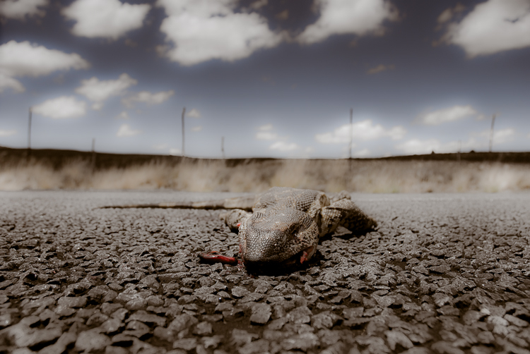 Roadkill
